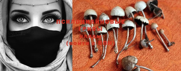 PSILOCYBIN Вяземский